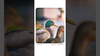 Wildlife Photography with the Sony 70-200 f4 GII lens #photography #sonylens #sonyalpha
