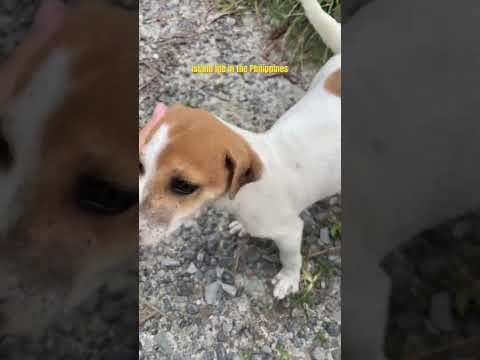 Making new friends everyday 🥹 #siargao #philippinestravel #puppylove #streetdogs #choosephilippines