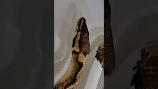 Thug Life Pied Drinks After Laying Eggs! 🐍🔥😎 #ballpythons #piedballpython #snake #snakes #pythons
