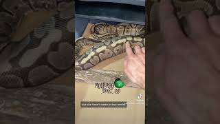 🐍 Snake Breeding: Ovulation 🧪 #shorts #ballpythonbreeding #snakes