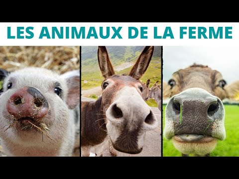 Les animaux de la ferme : les cris