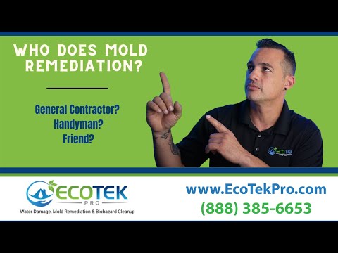Who Does Mold Remediation?  | Who To Hire For Mold Removal