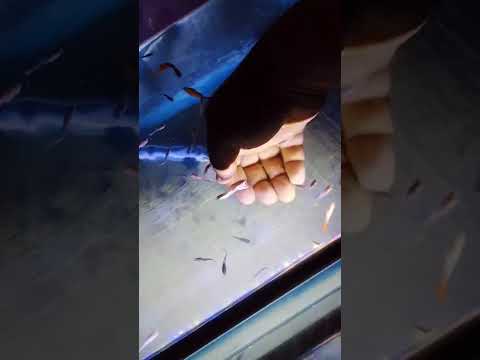 petting guppies #guppy ❤️