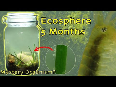 Amphipod EXPLOSION! and Mystery Organism │ Woodland Stream Ecosphere - 5 Month Update!