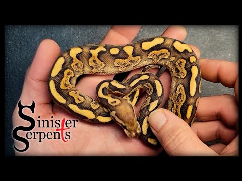 Assist Fed Ball Pythons Update || Updates on Assist Fed Hatchlings and Comparing them to Clutchmates