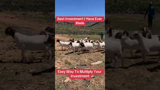 How To Make Money Through Goat Farming in Africa #africanfarming #farminginafrica