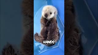 Did you know that sea others have a secret way to never lose their  best friend?