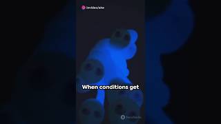 Tardigrades - The Indestructible Micro-Animals || Please Subscribe 🙏
