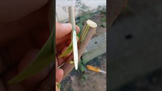 تقنية احترافية         #grafting_techniques