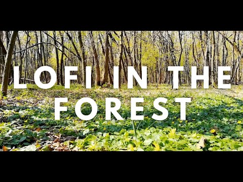 Lofi in the Forest | Cool Beats to Escape Reality