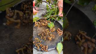 #shorts #agriculture #agritools #farming2024 #AdvanceAgriReactions