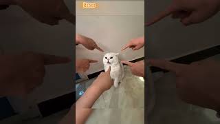 Cats #originalcontent #reaxo #facts #beautifulcats #funny #shortvideo #cats #catvideos #catshorts
