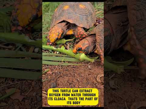 Turtles Can Breathe Through Their BUTTS!? 🐢💨