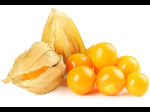 Physalis fruit