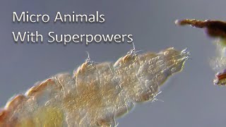 Tardigrades - Some of the Smallest Animals On Earth!