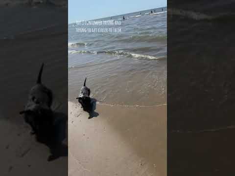 I hate this rats with feathers  #dogshorts #petfriendlytravel #dogonthebeach
