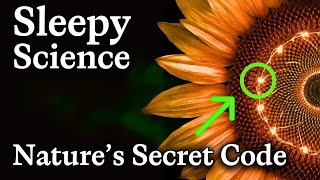 The Fibonacci Sequence Explained — Relaxing Science to Fall Asleep To