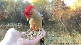 Statistical Rethinking 2023 - 01 - The Golem of Prague