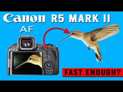 Canon R5 Mark II eye detect autofocus How to Photograph Hummingbirds Essential Bird Photography tech