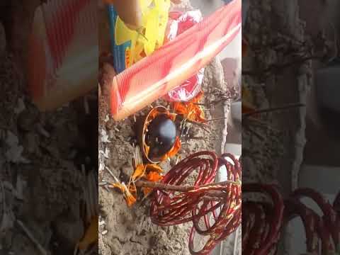 Tulsi pooja #2023shorts #youtubeshorts #trending #love