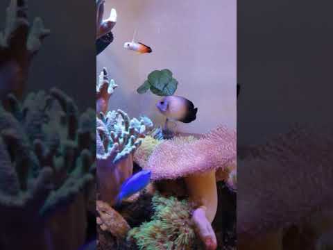 我が家の水槽