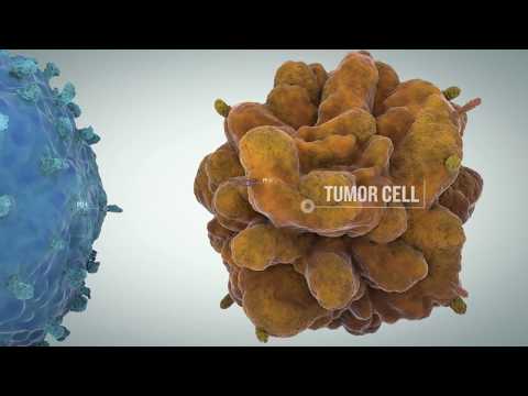 Tumor-Related Immune Checkpoints And The Development Of Targeted Cancer Immunotherapies