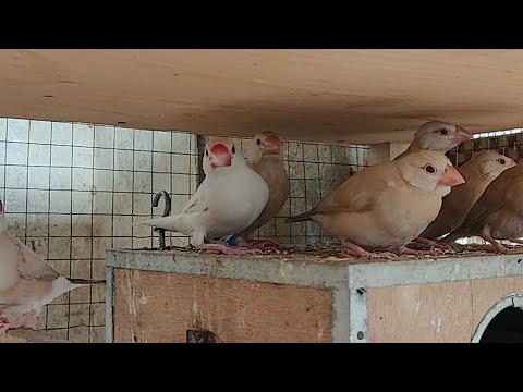 FIRST TIME LIVE VIEW | BREADING SETUP | FAWN JAVA 2023