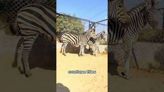 Why Do Zebras Have Stripes #shorts  #fact  #quickfacts  #quickminds