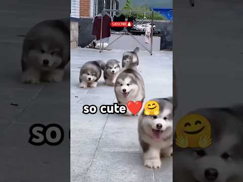 Cute Puppies🤗❤ malamute dogs super funny Alaskan dogs #cutedog #cuteanimals #funnydogs #dogs #shorts