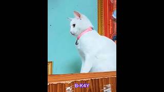 Cats Country 🐈🚩 #shorts #cat #nationality #viral #trolledit #tranding #edit #catshorts #foryou #fyp