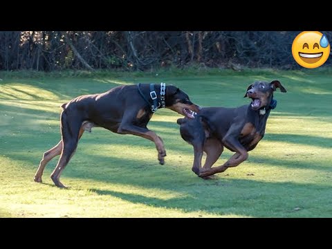 I dare you not to LAUGH at these FUNNY DOGS 😁🐶 - Best Funny Animals Videos 2024 part56