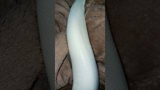 #piedballpython 🐍#snake #viralvideo #foryou #reptiles #animals #fypシ