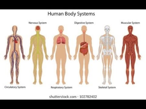 human body system  in detail HAP 1 B.PHARMACY