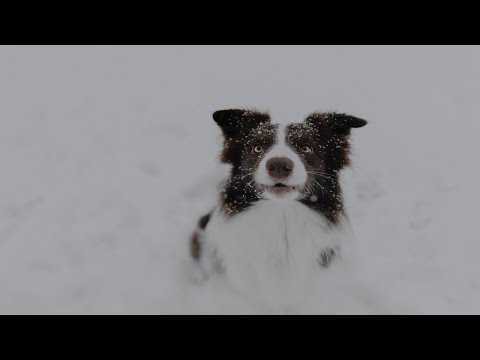 (2분 정보) 우리집 강아지 추위 탈까? 증상과 해결방법