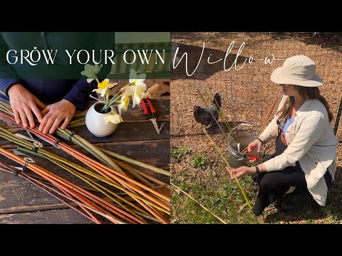 HOW & WHY: Grow Willow for Beautiful Cottage Garden Projects (Cloches, Trellises, Wattle, & More)