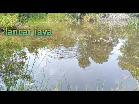 Mancing di rawa saat banjir ikannya ganas banget boss