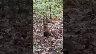 Fox bark or howling ?