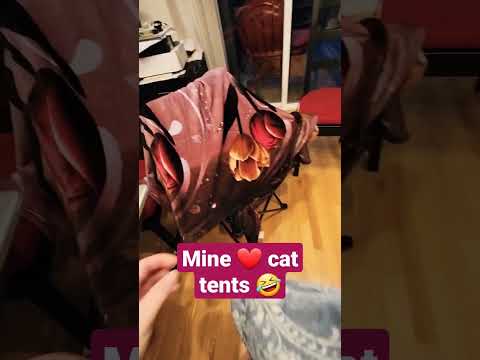 Cats are weird #cats #blackcat #catshorts #happy #catlover #catvideos #kitten #shortsmas