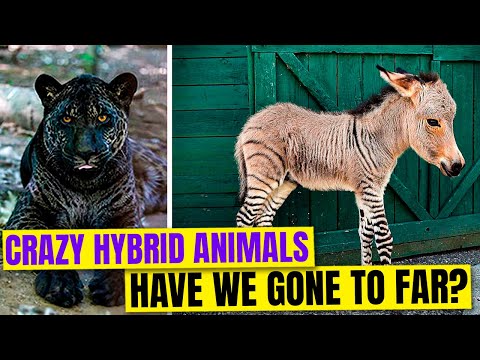10 Bizarre Hybrid Animals You Won't Believe Exist
