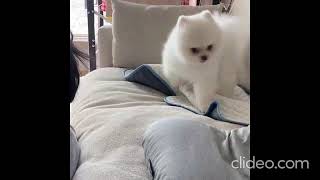 puppy likes to bark | Puppy | Cute Stuff