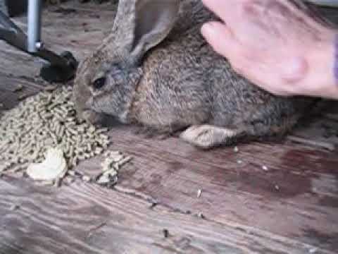 Porch Rabbit