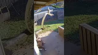 🐍 Cat & Dog vs Giant Python – Epic Backyard Showdown!
