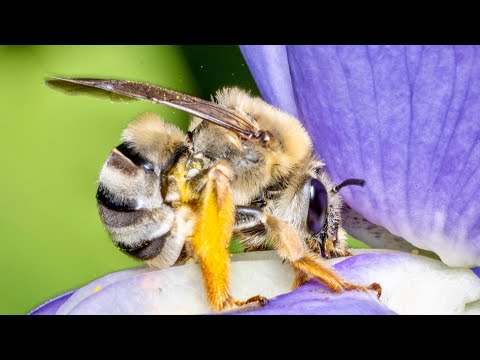 Macro & Wildlife Will Never Be The Same - Sony's New AI Chip