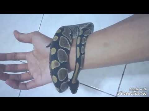 Awesome Ball Python Bracelet!