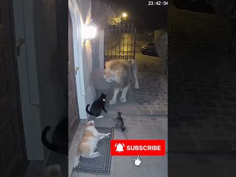 Lion vs. House Cats: Security Camera Catches Unexpected Showdown! 🦁🐈 #animals #cat #funny #cute #dog