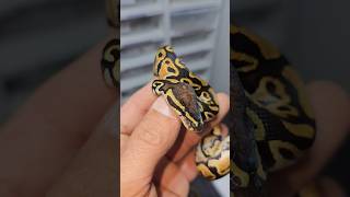 They're so cute 🥹 #joinreptiles #ballpython #pythonregius #exotics #royalpythons #funnyanimals #pet