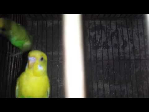 LOvely Pet Bird (Bajigar)