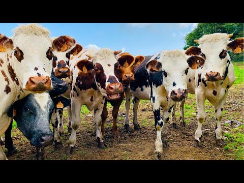 Funny Cows, Herding Cows Every Afternoon, Cows Eating Grass, Cows Dancing - The Sound of Cows.