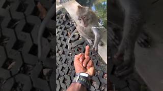 monkey🐒🐒 funny reaction jab usne middle finger dekha #viral #monkey #funny #animalfunnyscene