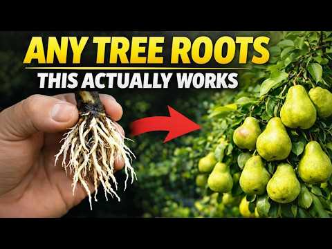 Do This and Almost Any Tree Cutting Will Root  | Natural Rooting Method (No Chemicals)